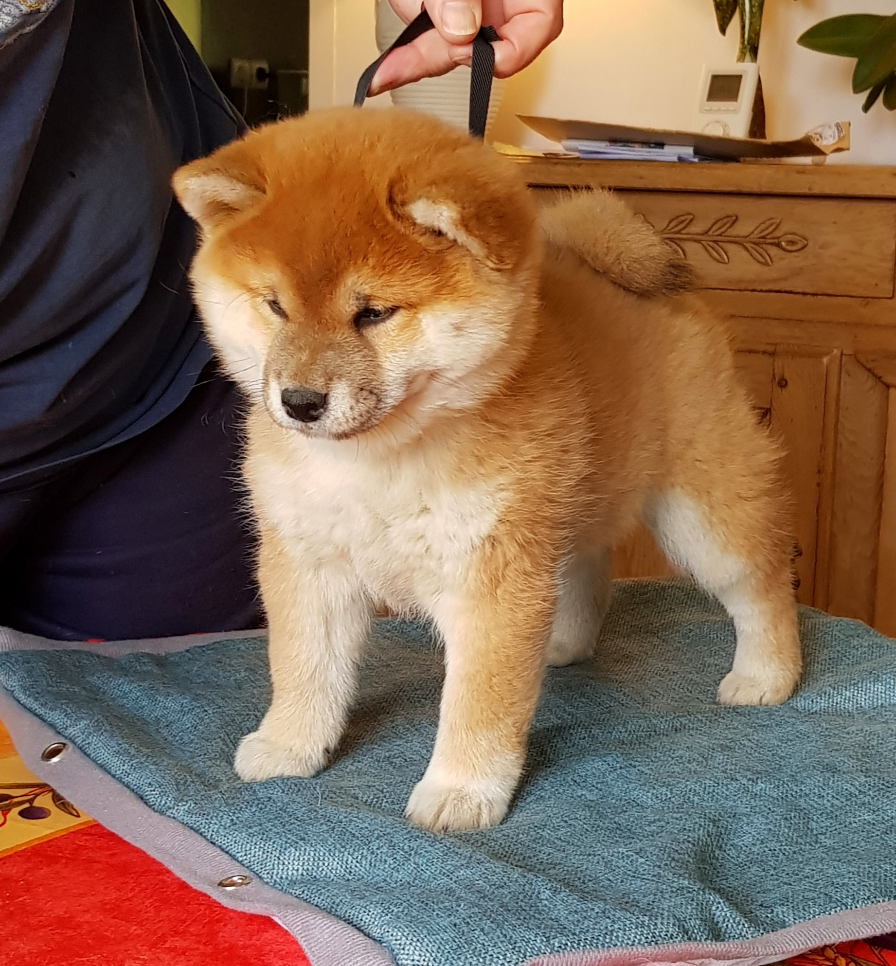 nos chiots allaikha's