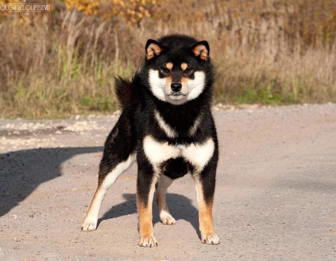 nos males allaikha's